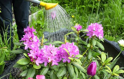 Какво да засадим до рододендрон? | Полезни статии в блога на GradinaMax