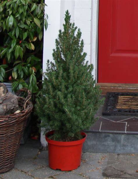 Ель Пицея глаука коника (picea glauca conica): фото, уход в домашних ...