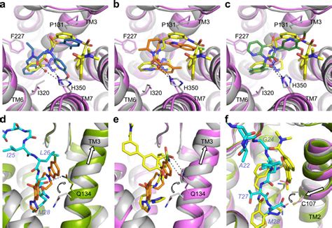 Comparison Of Agonist And Antagonist Binding Superpositions Of OX2R In