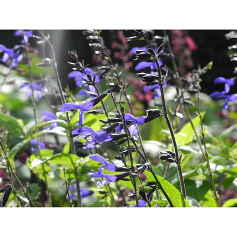 Salvia Midnight Blue 14cm Blue Mitre10