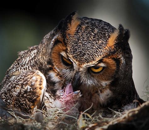 Nesting Great Horned Owl | Stephen L Tabone Nature Photography 
