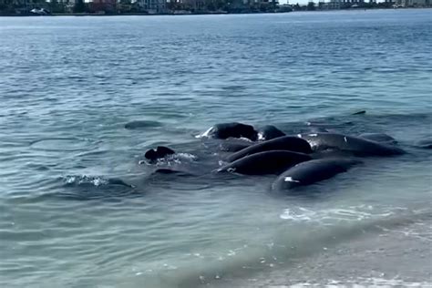 Florida Sheriff's Office Wants 911 Calls About Mating Manatees to Stop