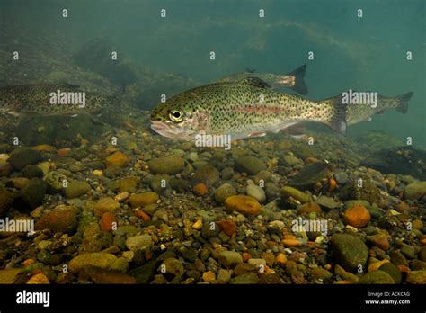 Rainbow Trout Oncorhynchus Mykiss Smolt Rogue River Oregon Stock Photo