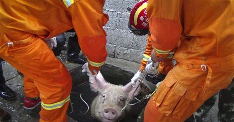 Hog Wild 600 Pound Pig Falls Down Well In China