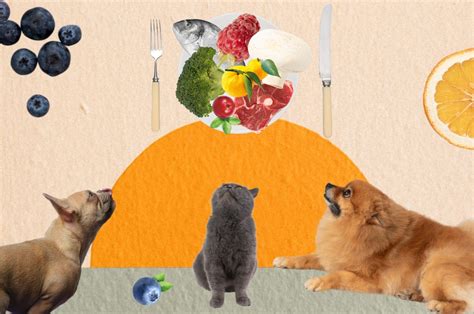 Лучшие корма для собак и кошек