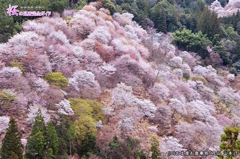 【必見】吉野山・桜の見所完全ガイド