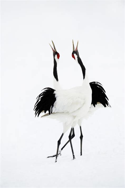 Red Crowned Cranes Grus Japonensis Photograph By Ben Cranke