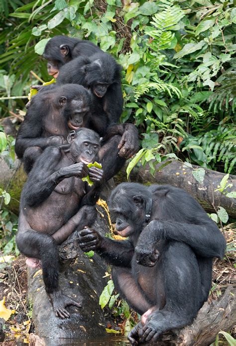 Bonobos Our ‘living Ancestor