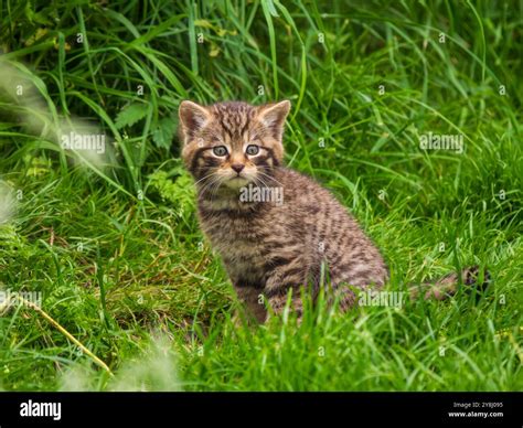 Scottish Wildcat Kitten Playing in Grass Stock Photo - Alamy