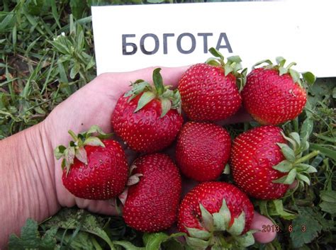 Безусая клубника: 13 лучших сортов с описанием и характеристиками