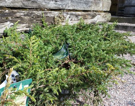 Kääpiökataja - Juniperus communis 'Repanda' C5