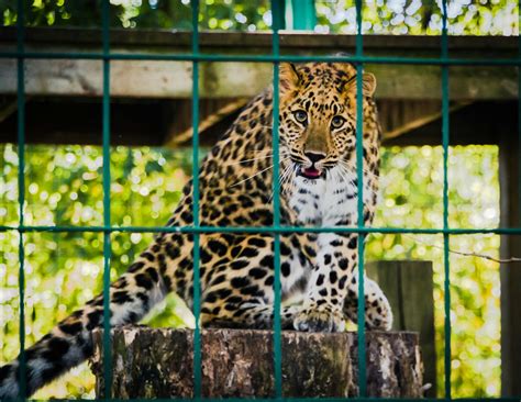 Leopard Yawning Lying On Brown Wood · Free Stock Photo