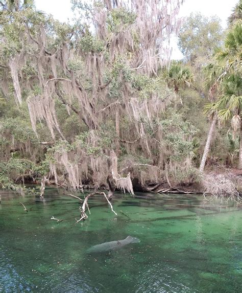 Manatees Blue Springs State Park, Orange City, Florida [2071x2505] [OC