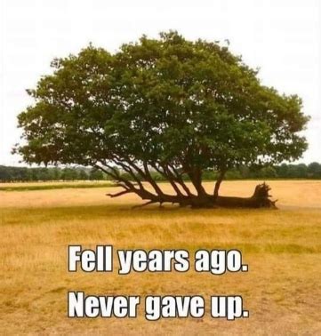 Fallen Tree Meme So Powerful. What a wonderful meme that showed up on ...