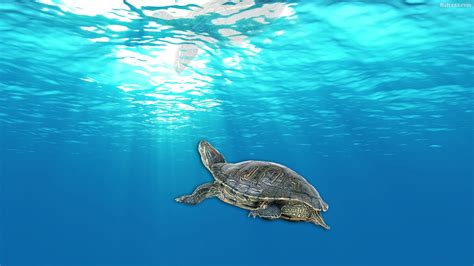60 Turtle Wallpapers Hd Backgrounds Free Download Baltana