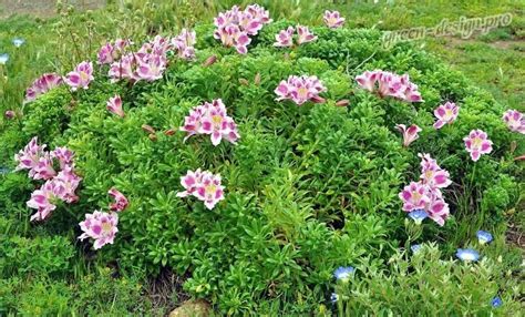 Альстромерия (Alstroemeria): посадка и уход за цветком, сорта