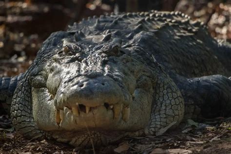 8 Largest Prehistoric Crocodiles Ever Our Planet