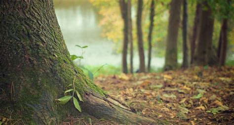 Servizi Ecosistemici Ed Ambientali Psea Teoria E Pratica Rete Clima