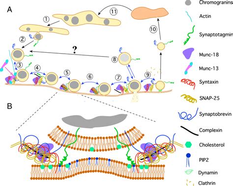 Exocytosis And Endocytosis Of Cgs A Only One Snare Complex Per