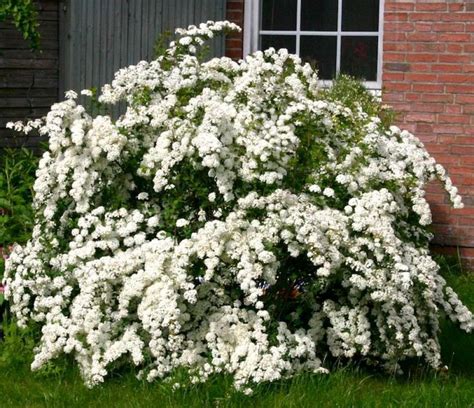 Спирея «Вангутта» - Green Build