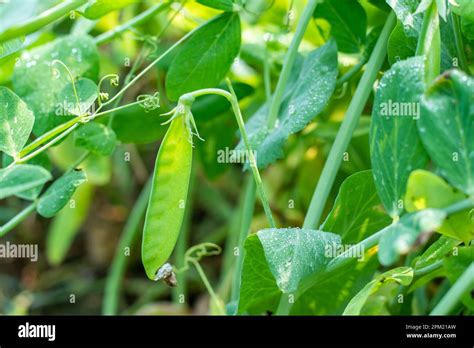 Pea Plants Produce Climbing Vines That Yield Pods Full Of Succulent