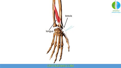 Extensor Pollicis Brevis Muscle Anatomy Orthofixar 2024