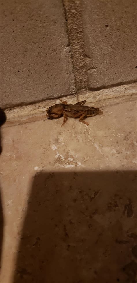 guys you won't believe this. : r/itsamolecricket