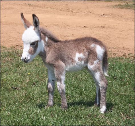 Our Newborns - Miniature Donkey Babies born in 2012 at HAA Miniature ...