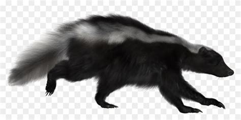 Skunk Png Image D Skunk Transparent Png X Pngfind