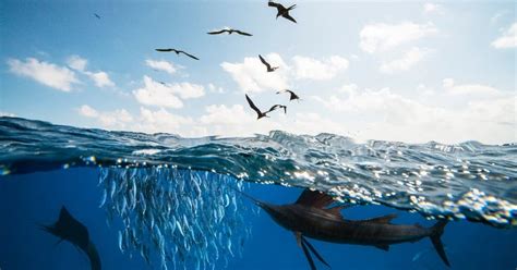 Guide to Marlin Fishing in Cabo San Lucas | Cabo Rentals by Jane