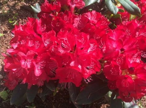 Рододендрон гибридный Владислав Ягайло - купить с доставкой по выгодным ...