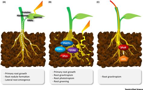 Multiple Routes Of Light Signaling During Root Photomorphogenesis