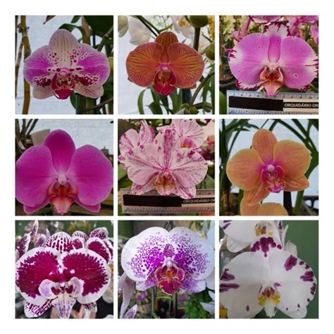 Kit Mudas De Orquideas Phalaenopsis Cores Variadas Lindas Mercadolivre