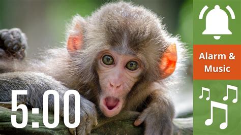 minute funny animal timer  kids   alarm