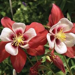 Columbine Songbird Cardinal A Garden Center Duluth Minnesota