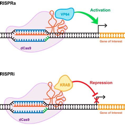 Repurposing Crispr Cas For Epigenome Editing Applications A