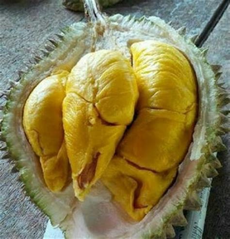 Jual Bibit Tanaman Buah Durian Musang King Di Lapak Petani Punten