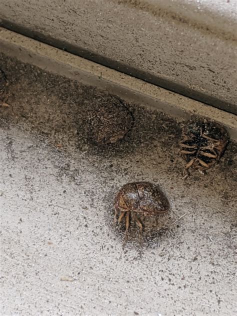 Small round dead bugs found in window sill of apartment - Knoxville