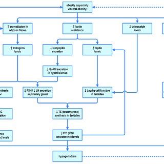 The Pathogenesis Of Hypogonadism In Male Obesity SHBG Sex