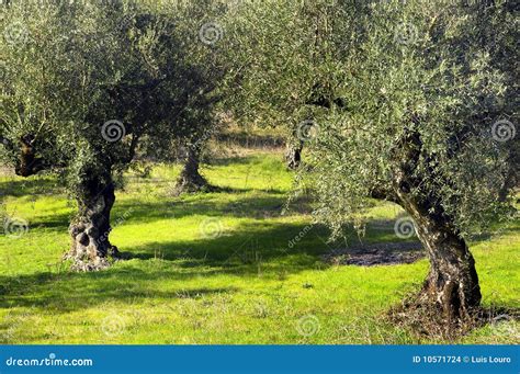 olive tree stock photo image  fume flow forest nature