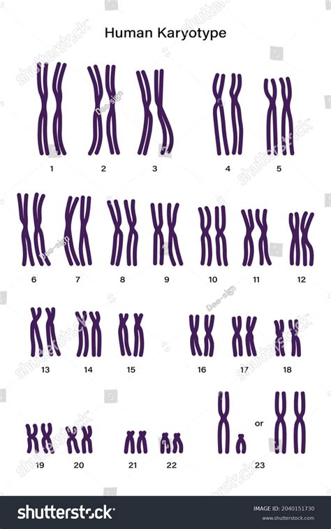 Normal Human Karyotype Autosomes Sex Chromosome Stock Vector Royalty Free