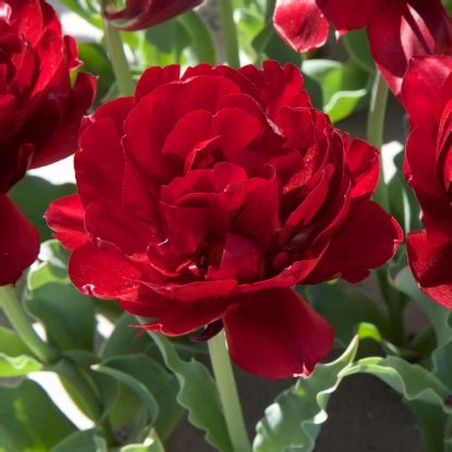 Тюльпан Анкл Том Фото — Фото Картинки