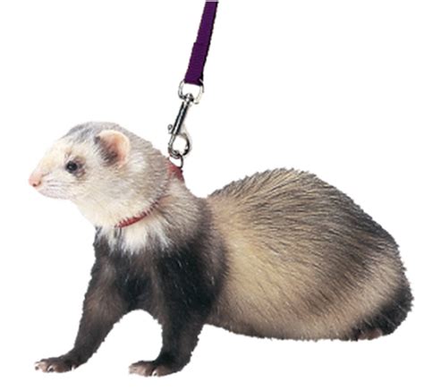 Ferret Animal Png File Png All Png All