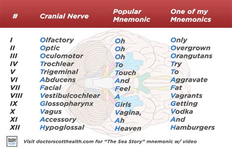 Cranial Nerves Mnemonic The Sea Story Doctor Scott Health Blog