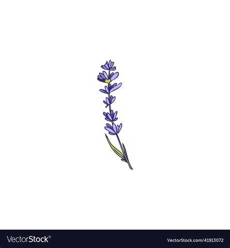 Lavender Branch With Leaves And Blossoming Flowers