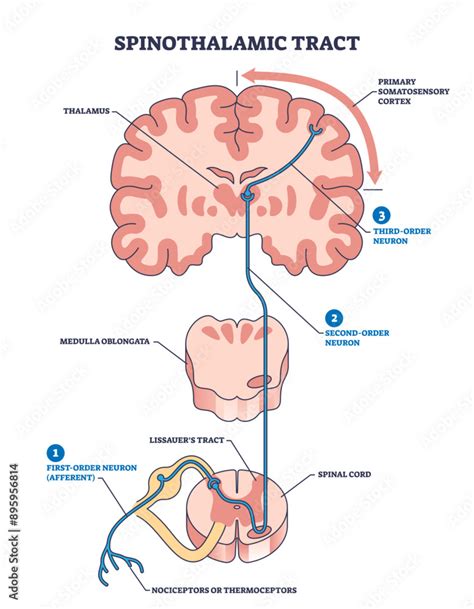 Spinothalamic Tract As Neural Pathway To Brain Thalamus Outline Diagram