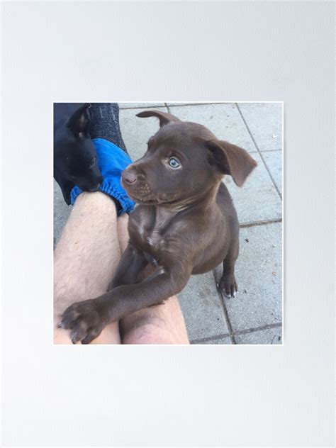 Brown Kelpie Puppy Ubicaciondepersonascdmxgobmx