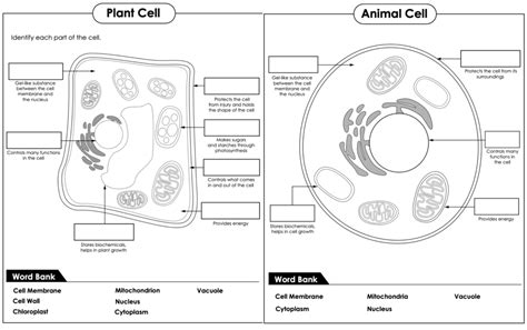 Plant And Animal Cells Labeling Diagram Quizlet
