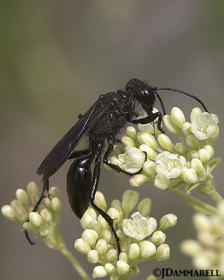 Wasp Prionyx Bugguide Net