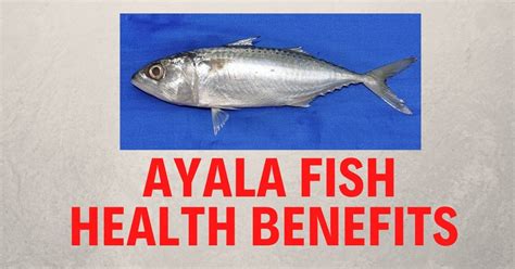 Ayala Fish In English Ayala Fish Health Benefits The Global Statistics